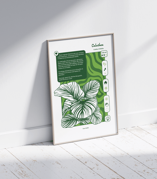 Entretien Calathea 🌱