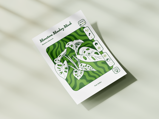 Entretien Monstera monkey mask 🌱