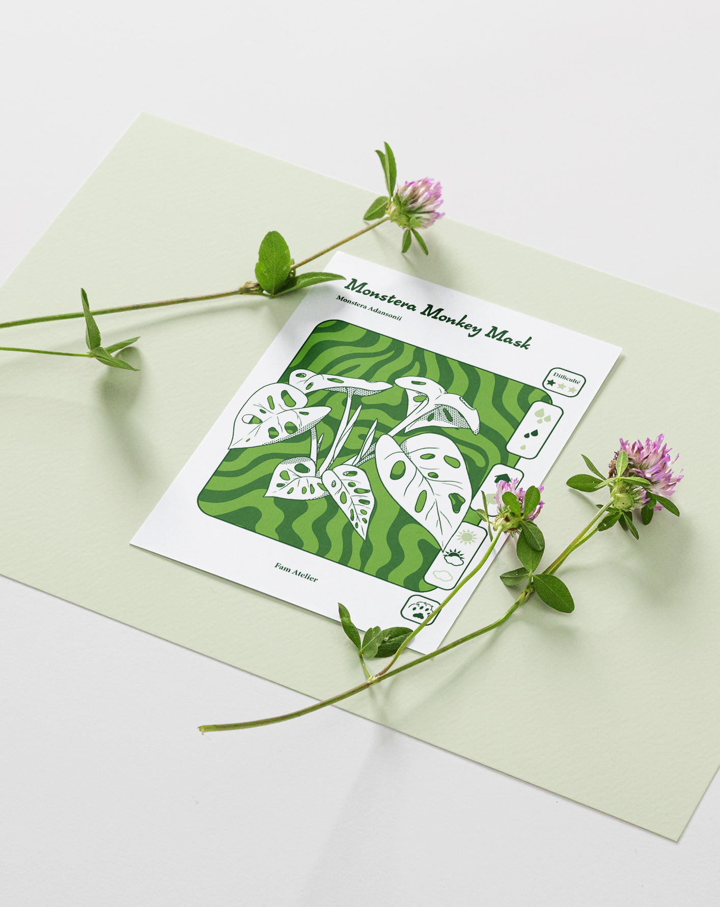 Entretien Monstera monkey mask 🌱