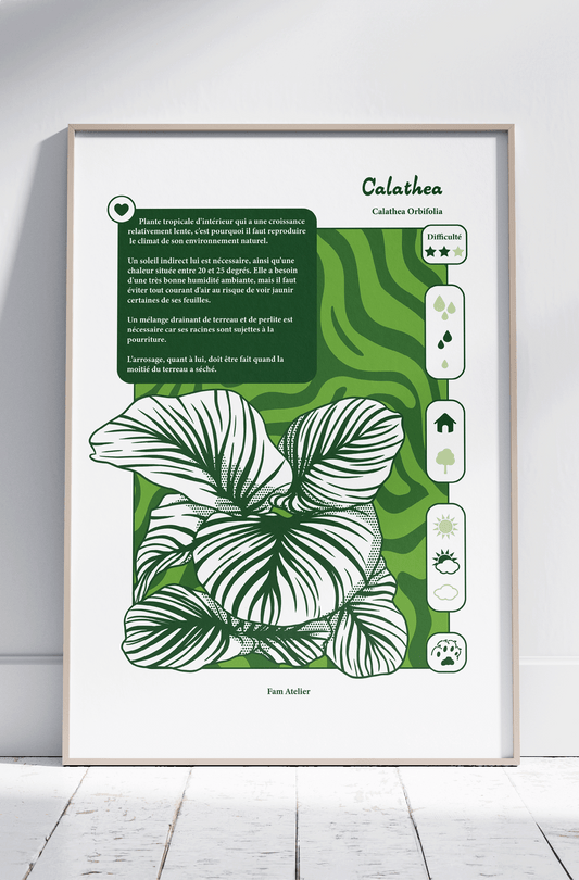 Entretien Calathea 🌱