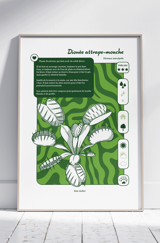 Entretien Dionée attrape-mouche 🌱